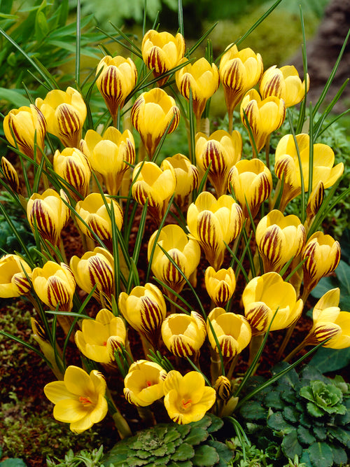 Cluster of Crocus Gipsy Girl showing bronze marked petals