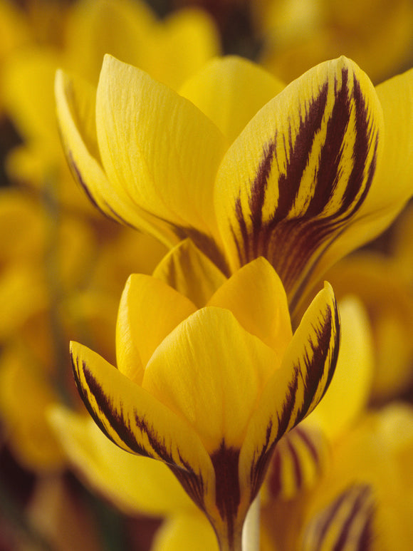 Crocus Gipsy Girl opening in sunlight in a garden border