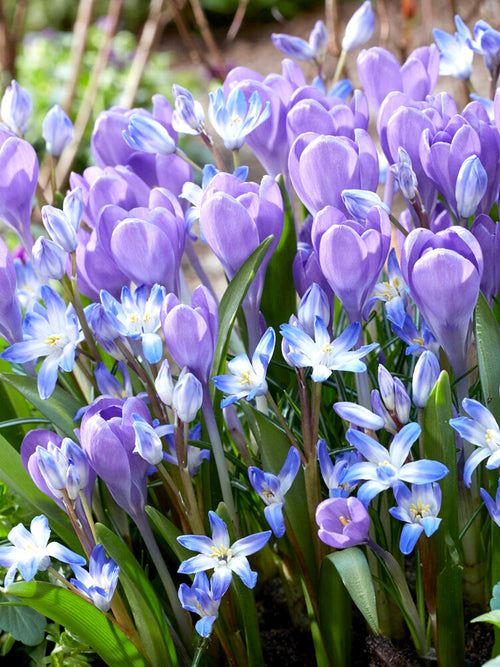 Crocus tommasinianus 'Hummingbird'