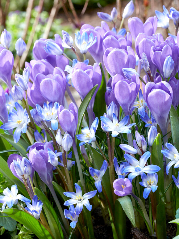 Crocus tommasinianus 'Hummingbird'