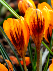 Crocus Orange Monarch