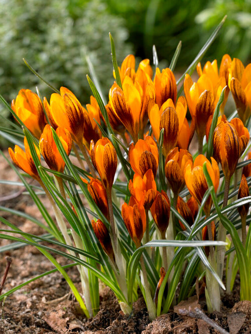 Crocus Orange Monarch