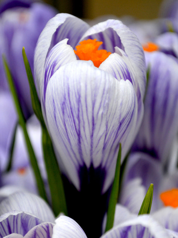 Crocus Bulbs Pickwick