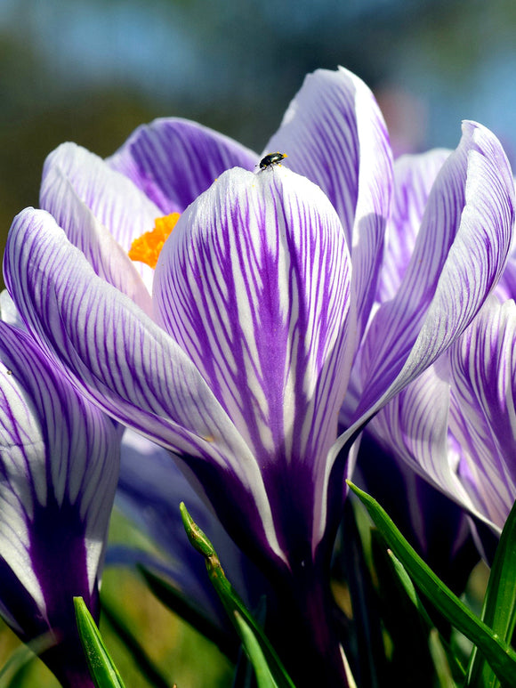 Striped Crocus Pickwick bulbs