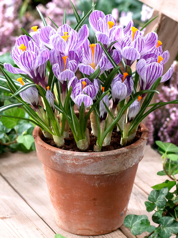 Crocus Bulbs Pickwick