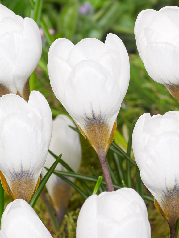 Crocus Polar Bear adding fresh, elegant colour to a spring garden