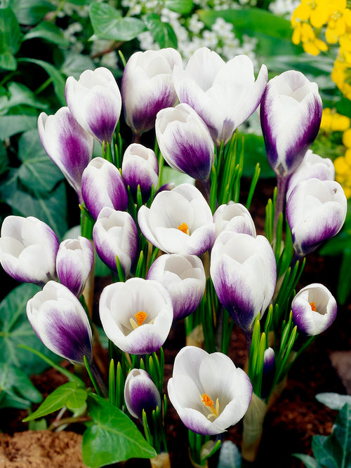 Cluster of Crocus Prince Claus in a garden border