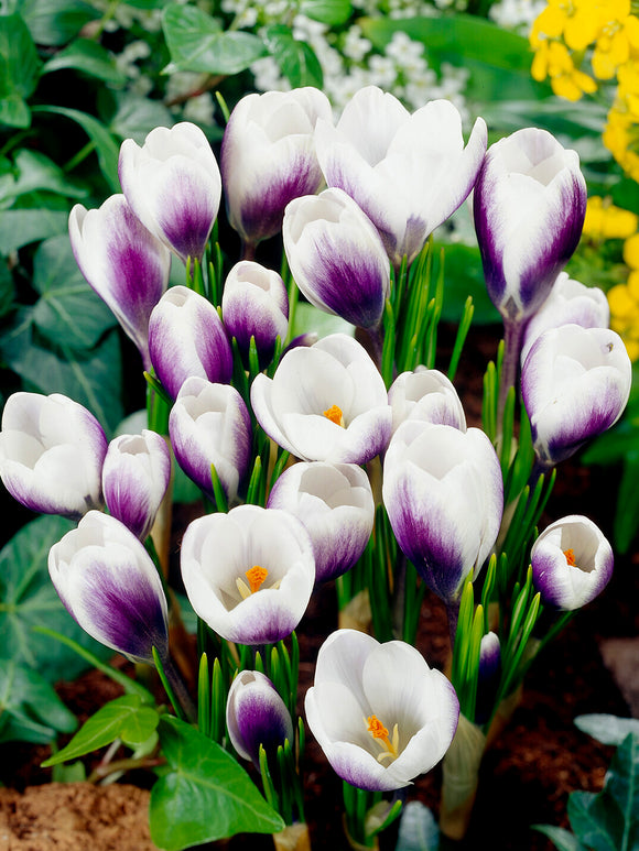 Cluster of Crocus Prince Claus in a garden border