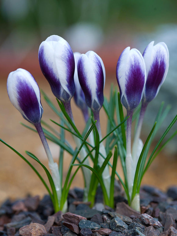 Crocus Prince Claus blooming in early spring sunlight