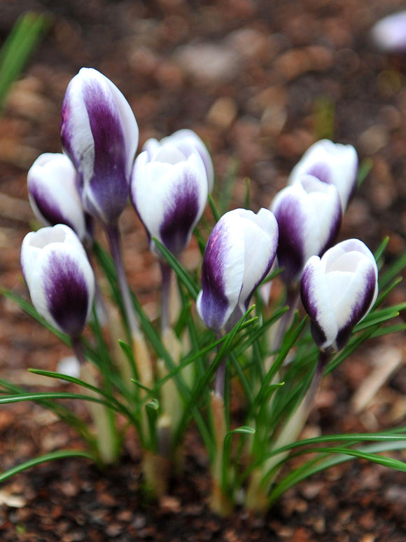 Crocus Prince Claus with white and violet brushed petals