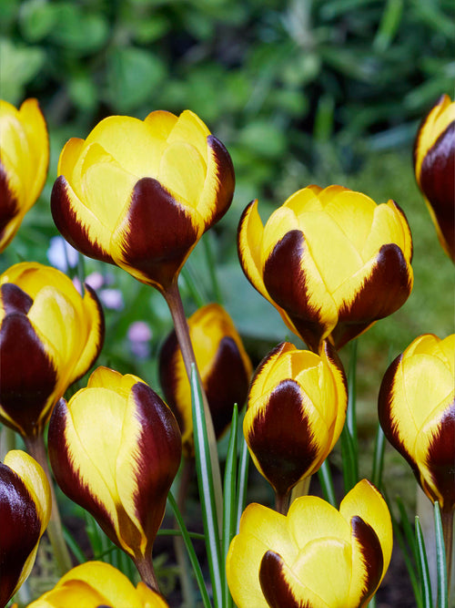 Crocus Queen Bee adding vivid colour to a spring border