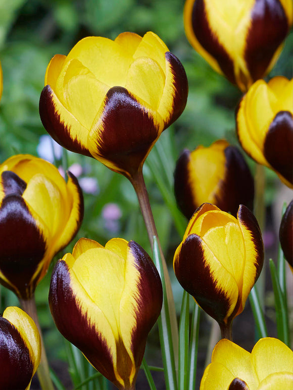 Crocus Queen Bee with lilac white petals and bright yellow centres
