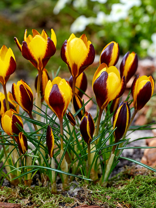 Cluster of Crocus Queen Bee in soft morning light