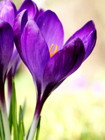 Crocus Remembrance