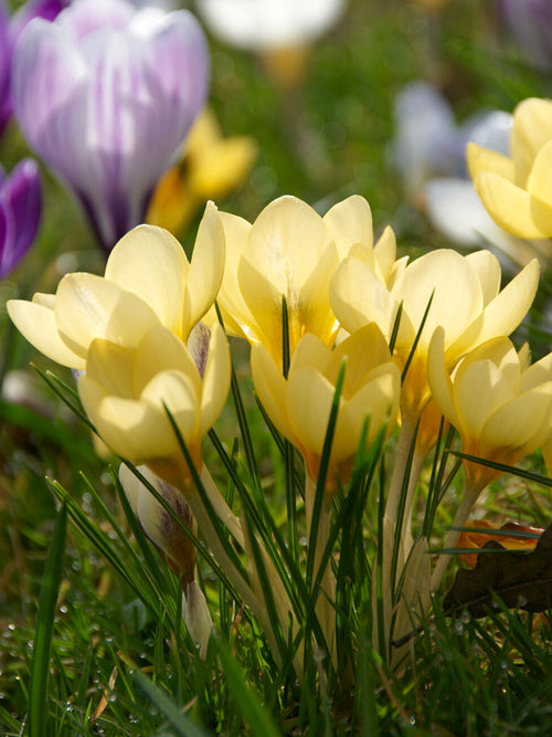 Crocus Romance blooming in a sunny garden border