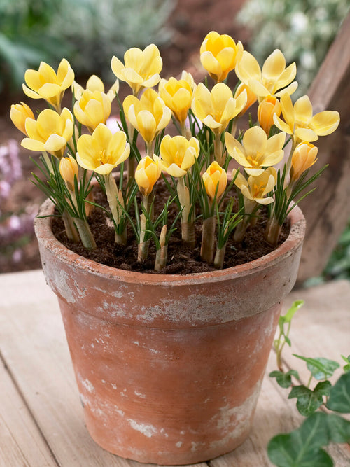 Crocus Romance with soft creamy yellow flowers in early spring