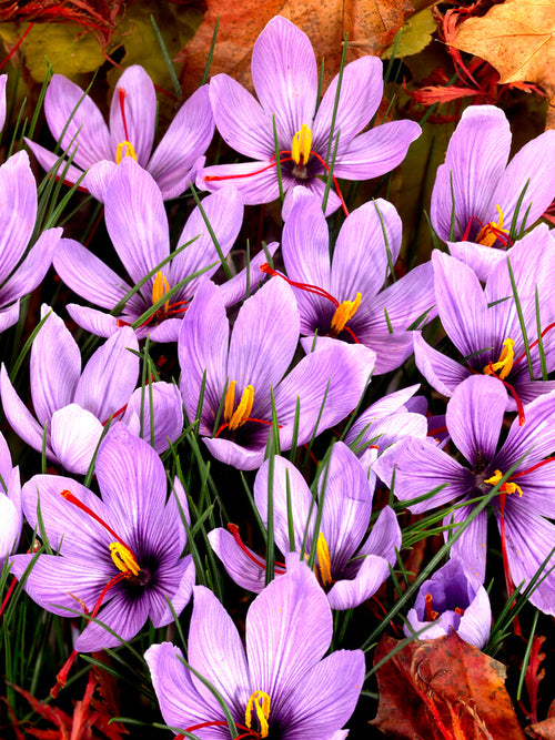Buy Crocus Sativus Bulbs