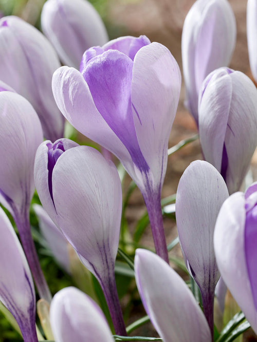 Crocus Whale Shark flowers growing in sunlight