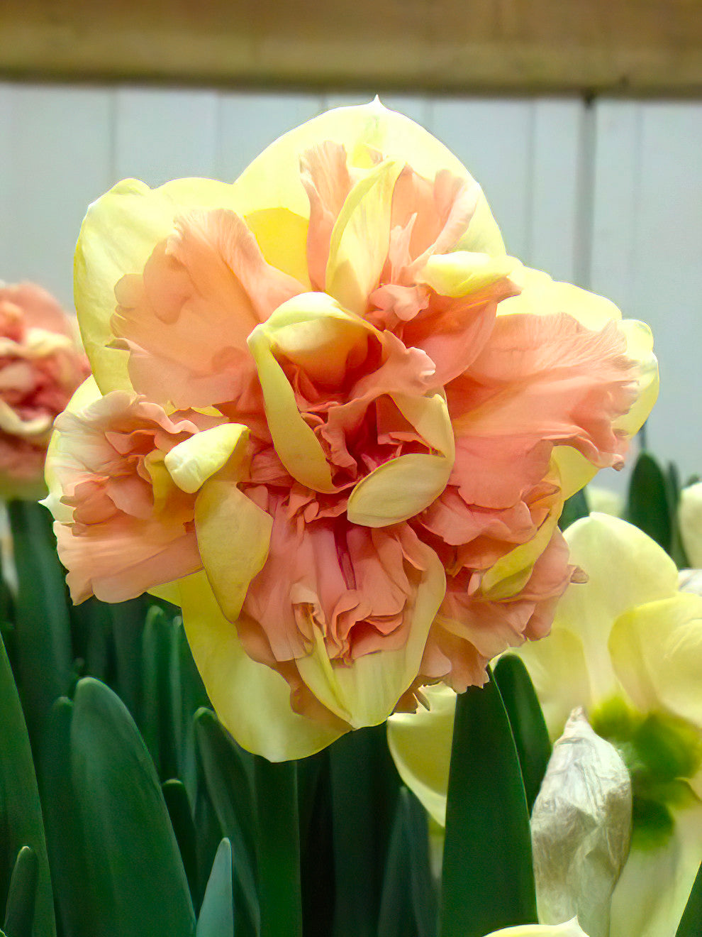 Daffodil Bellabombe Buy Online at DutchGrown™ EU Shipping