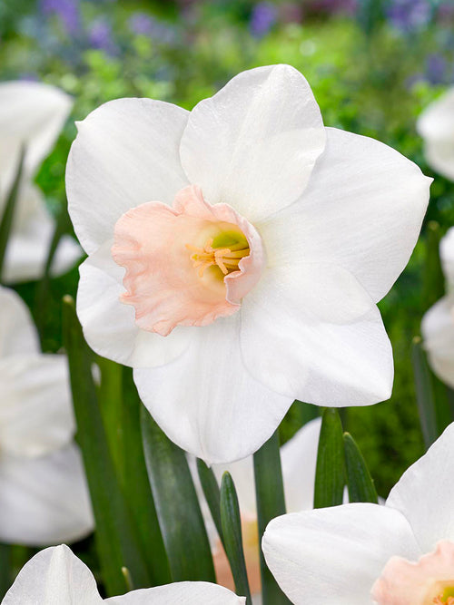 Daffodil Blushing Belle white and blush