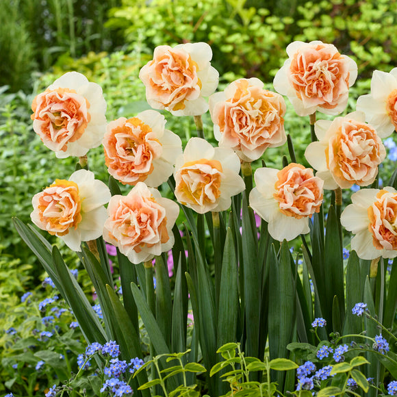 Daffodil Break Out, delivery in autumn