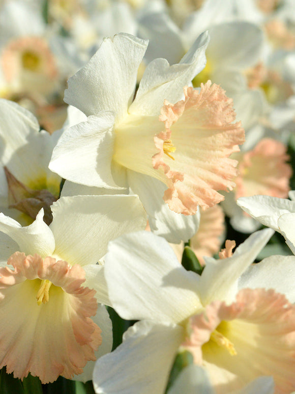 Daffodil British Gamble white and pink narcissus