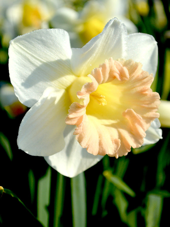 Daffodil British Gamble white and pink narcissus