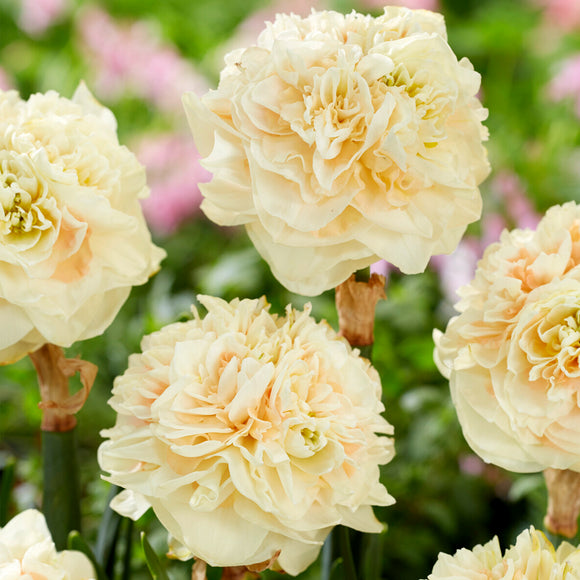 Daffodil Bulbs Pom Pom Rose Flower Bulbs