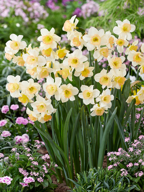 Mini daffodil with coral centre