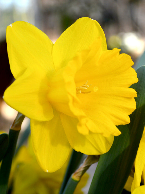 Daffodil Dutch Master