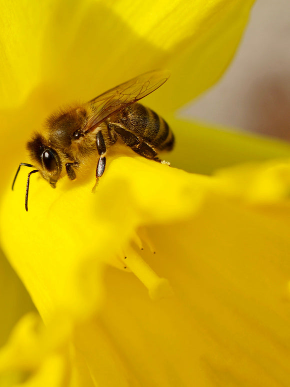 Yellow Daffodil Dutch Master