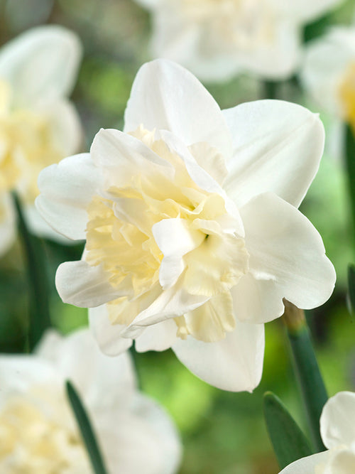 Buy Daffodil Easter Born