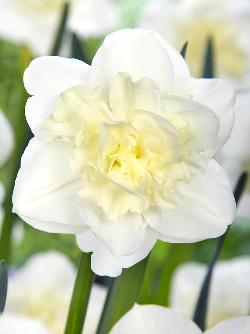 Daffodil Easter Born Flower Bulbs