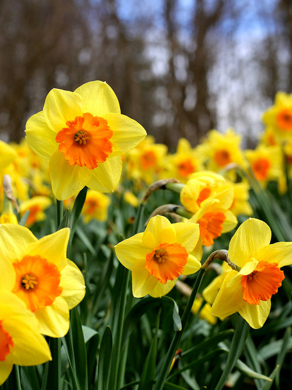 Daffodils Fortissimo yellow/orange spring flower