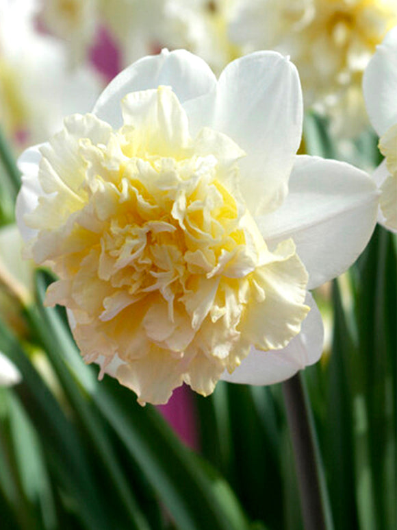 Daffodil Ice King