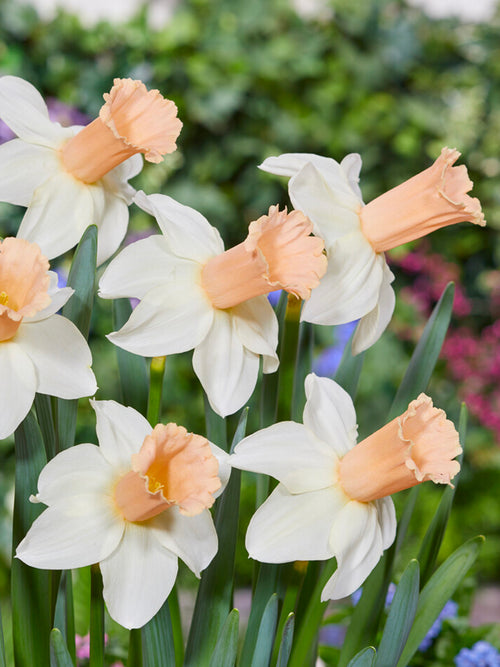 Daffodil Llanfair Flower Bulbs