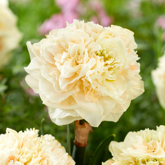 Daffodil Bulbs Pom Pom Rose Daffodils