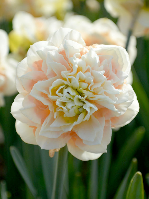 Daffodil Pom Pom Rose