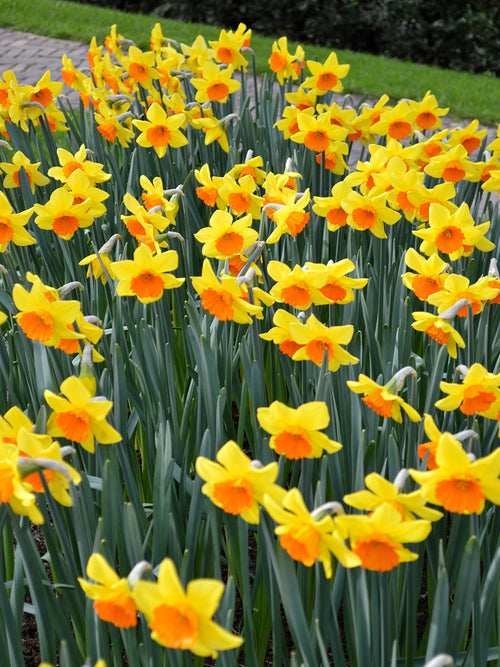 Daffodil Bulbs Red Devon
