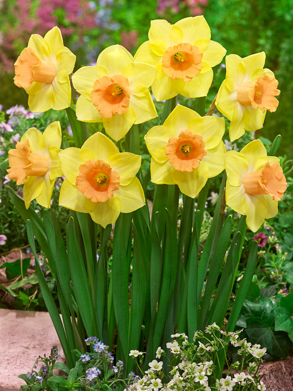 Daffodil Tom Pouce Bulbs - DutchGrown