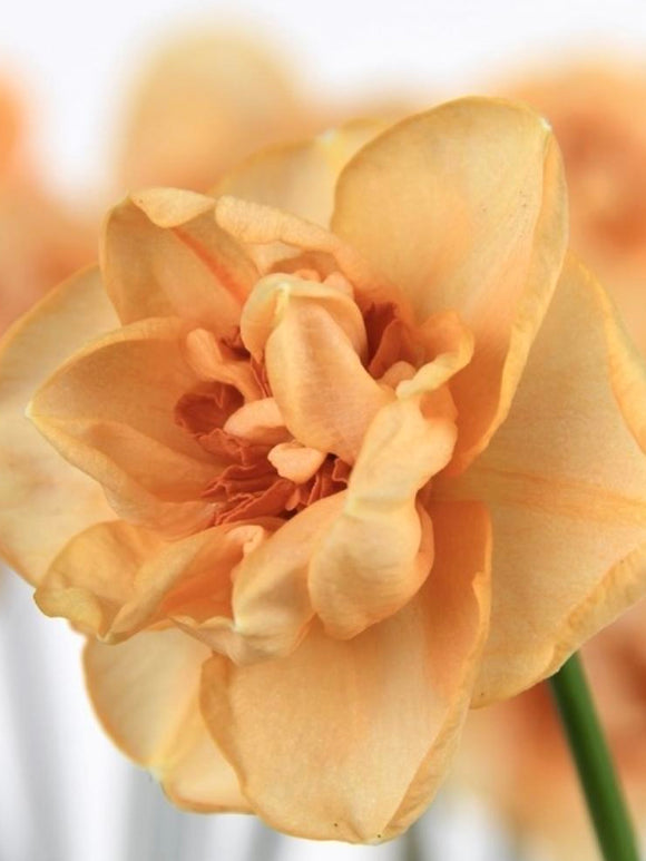 Daffodil Waylon, copper coloured Daffodil