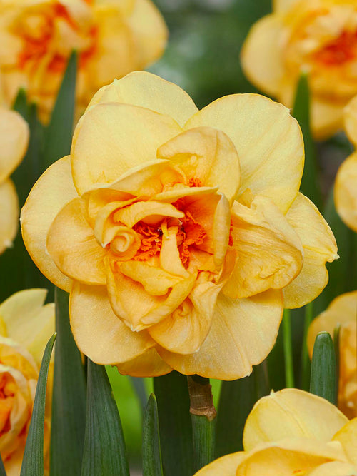 Daffodil Waylon bulbs, double flowering daffodils