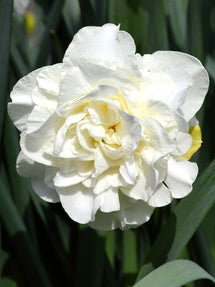 Daffodil White Explosion