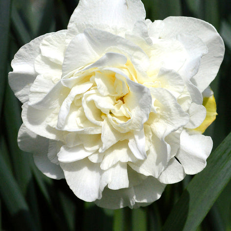 Daffodil White Explosion Double Narcissus