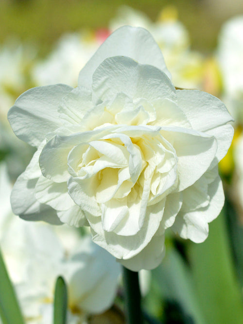Daffodil White Explosion Narcissus Double White UK