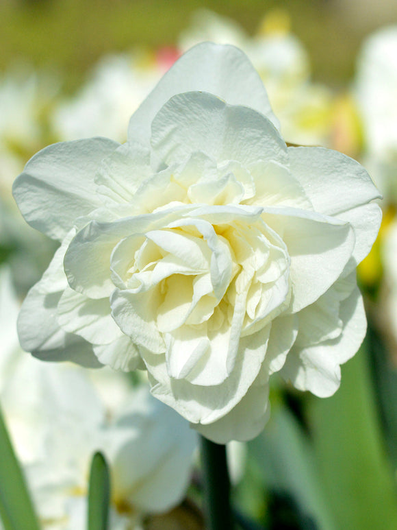 Daffodil White Explosion Narcissus Double White UK