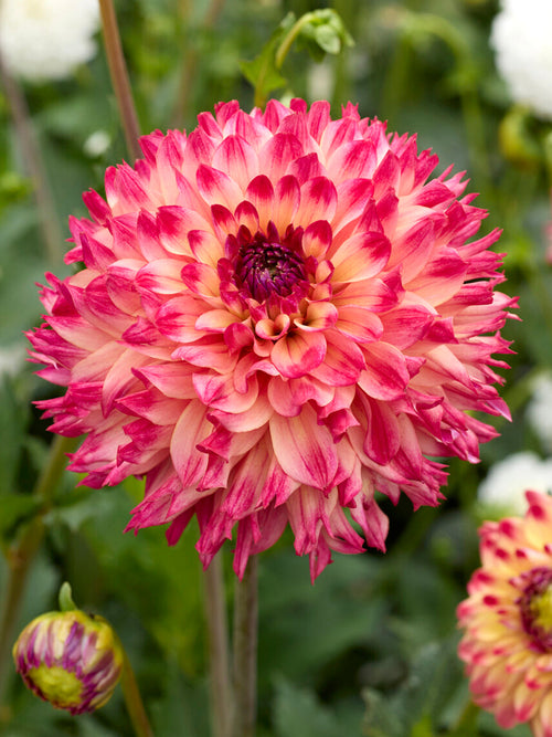 Fimbriata dahlia Aiyana with feathered peach and pink petals