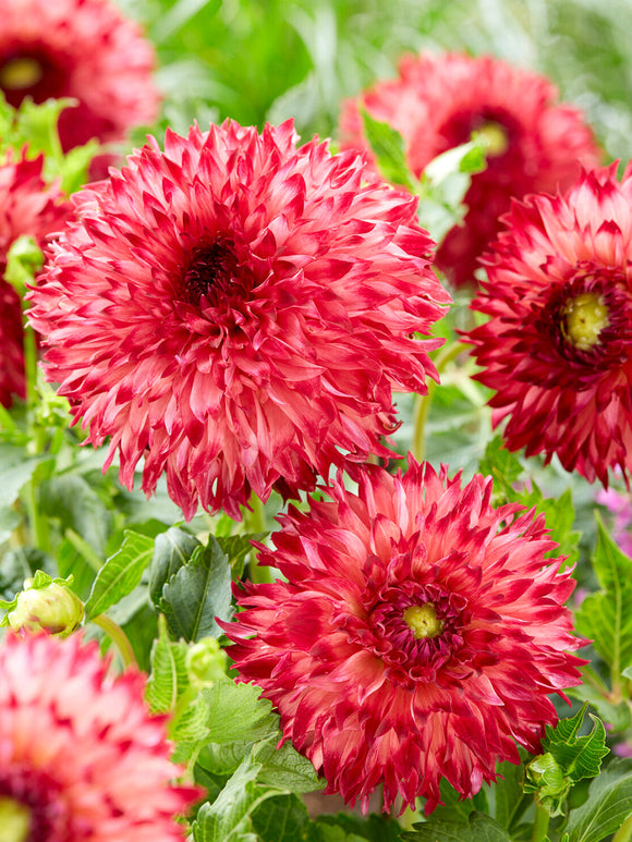 Decorative fimbriata dahlia Aiyana growing in summer border