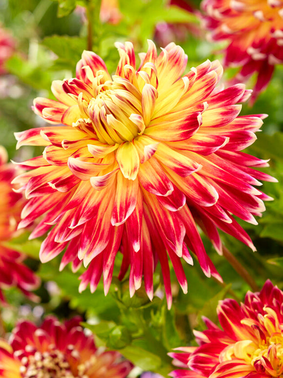 Dahlia Akita Tubers from Holland
