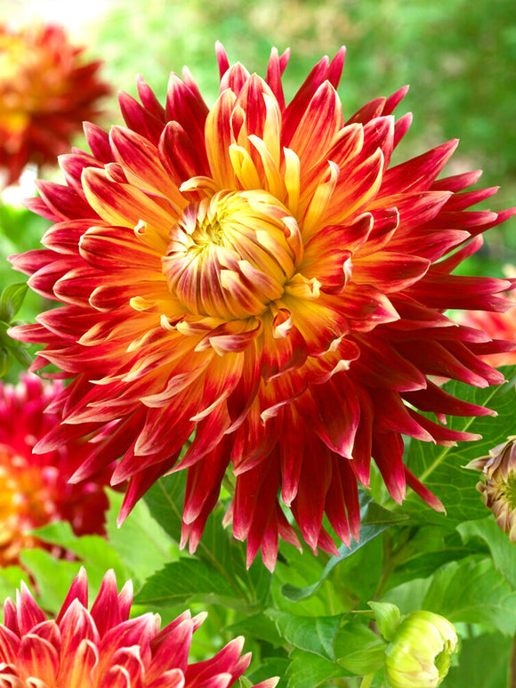 Dahlia Akita shipping in the EU in the spring